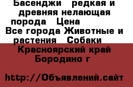 Басенджи - редкая и древняя нелающая порода › Цена ­ 50 000 - Все города Животные и растения » Собаки   . Красноярский край,Бородино г.